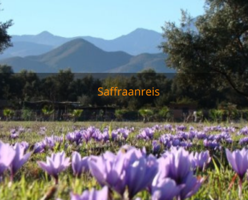 Saffraanreis
