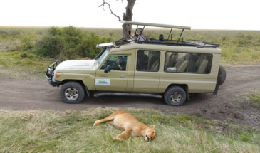 Jeep Safari Tanzania Zanzibar, Safari Tanzania-Zanzibar met het gezin