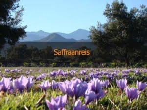 Saffraan Marokko rondreis